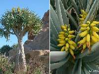Aloe dichotoma Jl ex DS (from cultivated plants outdoor)